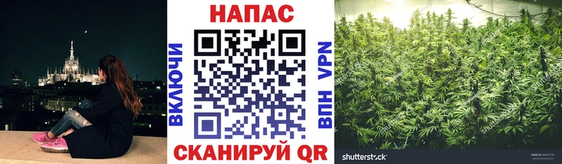 Канабис гибрид  Бийск 
